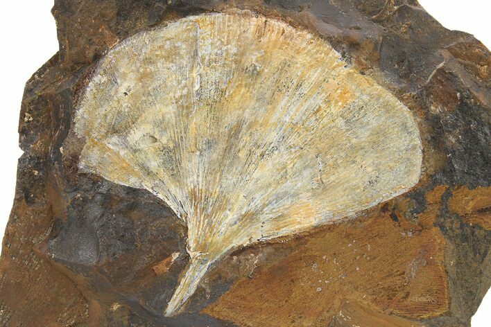 Paleocene Fossil Ginkgo Leaf - North Dakota #290795